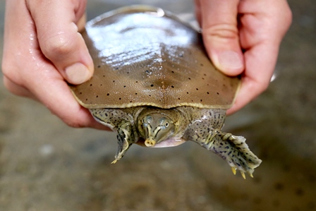 Soft Shell Turtles